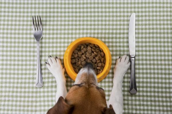Cambiar La Comida Para Perros Paso a Paso