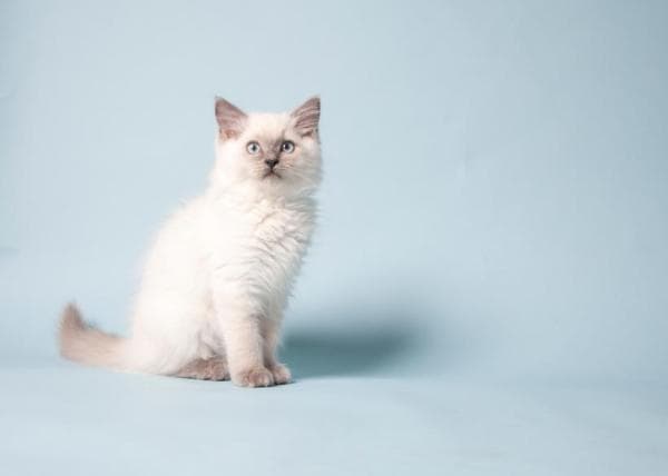 Cómo Bañar a Un Gato Ragdoll
