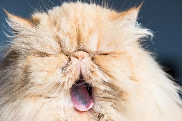 Cómo Quitarle Las Esteras Del Pelo a Un Gato Persa