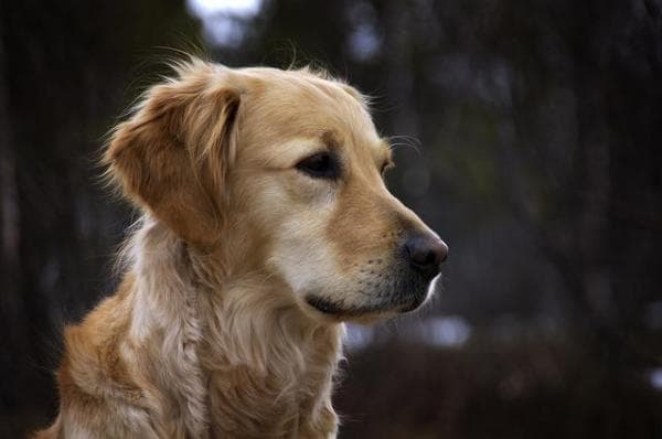 Cuidando El Pelaje De Un Golden Retriever