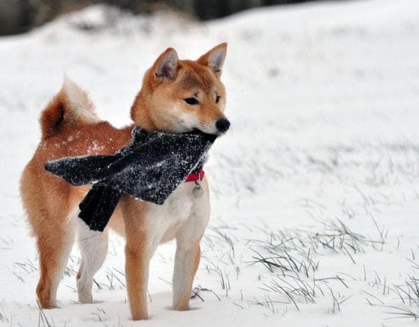 Derramamiento De Shiba Inus