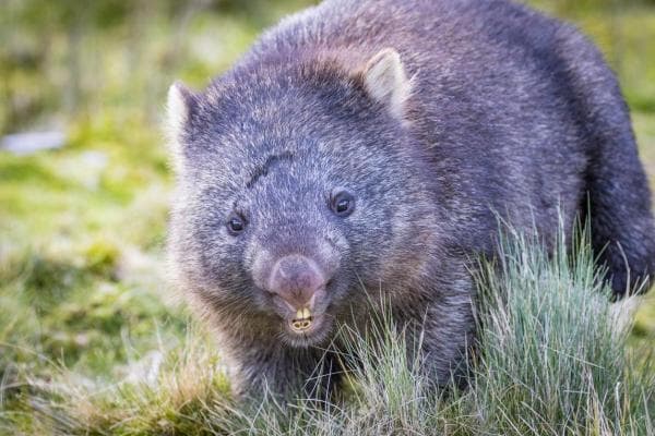 Diferentes Tipos De Wombats