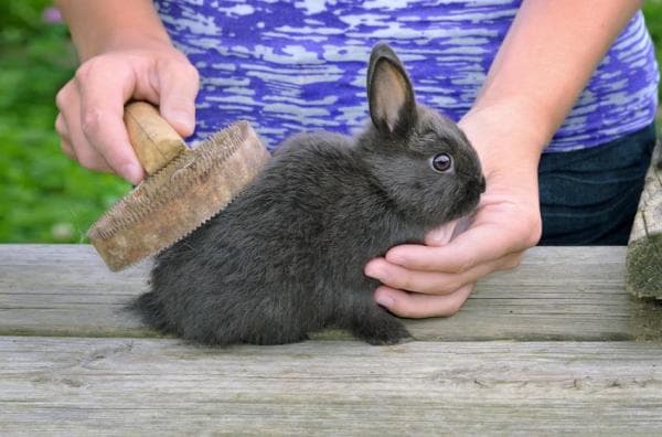 El Pelo De Mi Conejo Está Enredado Aseo en