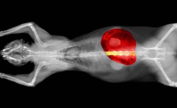 Enfermedad Inflamatoria Intestinal Felina: Tratamiento De La Eii en Gatos