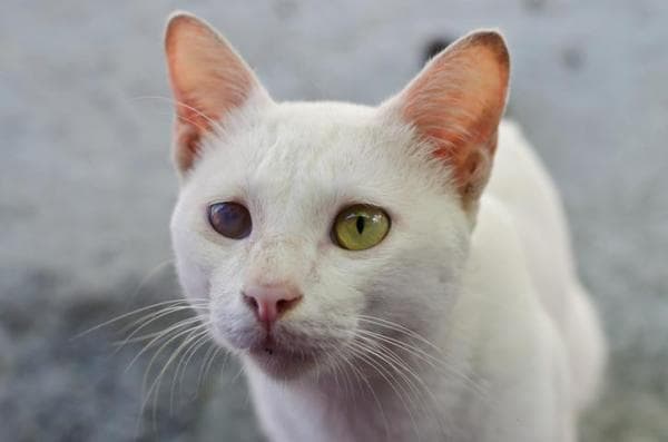 Glaucoma Felino: Síntomas, Tratamiento Y Prevención
