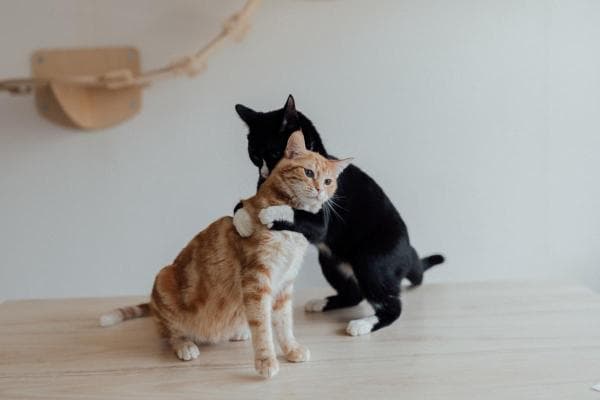 Mi Gato Le Silba a Mi Otro Gato Después De