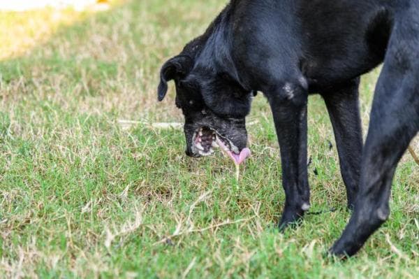 Mi Perro Tiene Reflujo ácido: Síntomas Y Tratamiento