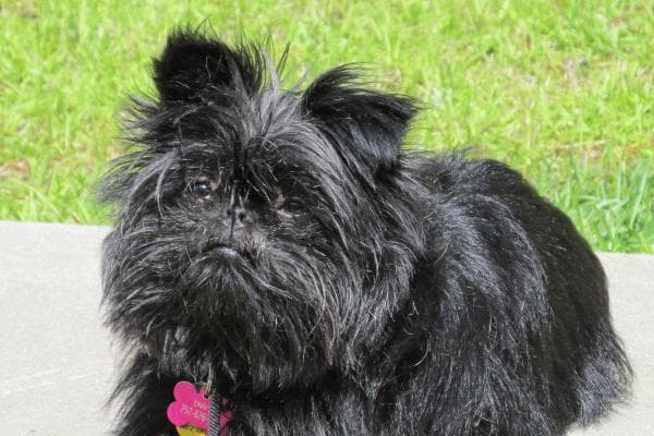 Principales Razas De Perros Que Comienzan Con a