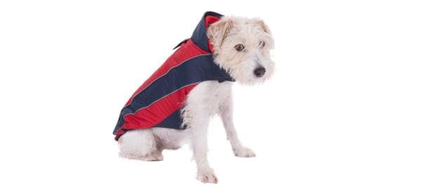 Ropa Para Perros Pequeños