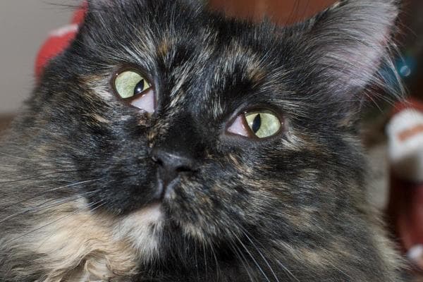 Se Muestra El Tercer Párpado Del Gato: Causas Y Tratamiento
