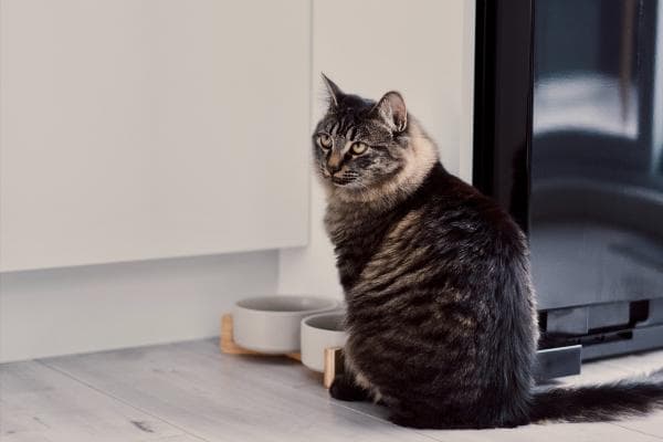 Signos De Alergias en Gatos: ¿su Gato Tiene Alergias?