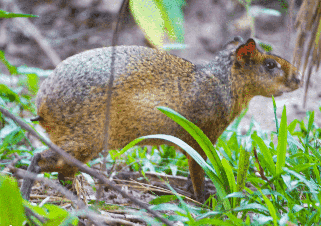 Agutí caminando por el bosque - Wiki Animales