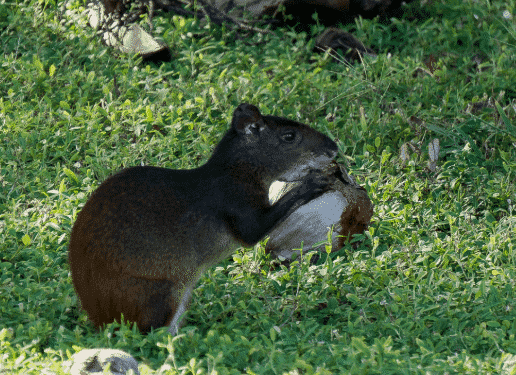 Agutí comiendo - Wiki Animales