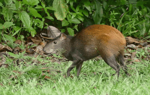 Agutí entre las hierbas - Wiki Animales