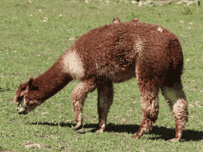 Alpaca pastando - Wiki Animales