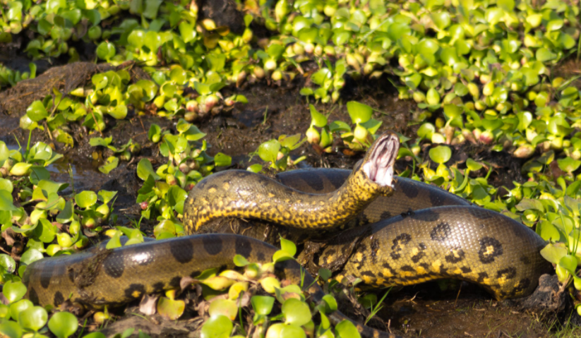 Anaconda atacando - Wiki Animales