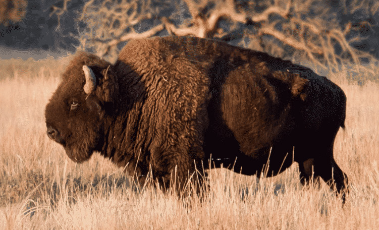 Bisonte americano al atardecer - Wiki Animales