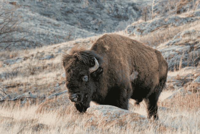 Bisonte americano en la montaña - Wiki Animales