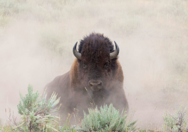 Bisonte americano levantando polvo - Wiki Animales