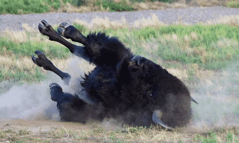 Bisonte americano rebozándose en la tierra - Wiki Animales