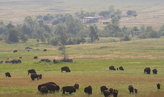 Bisontes americanos en una pradera - Wiki Animales