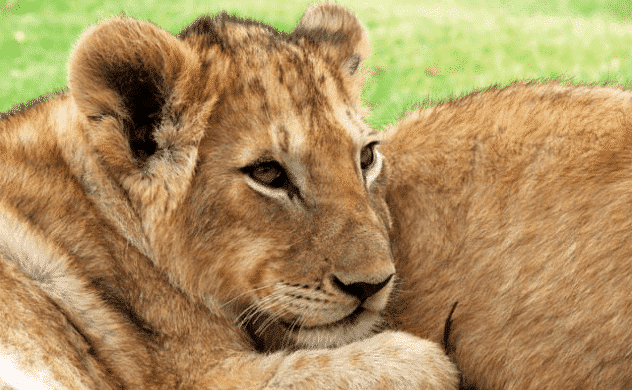 Cachorro de león africano con su mamá - Wiki Animales