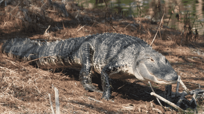 Caimán volviendo al agua - Wiki Animales