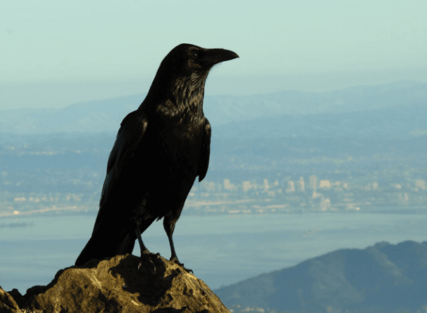 Cuervo americano en la ciudad - Wiki Animales