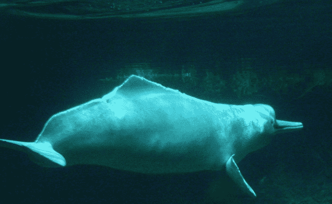 Delfín rosado bajo el agua - Wiki Animales