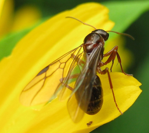 Hormiga voladora - Wiki Animales
