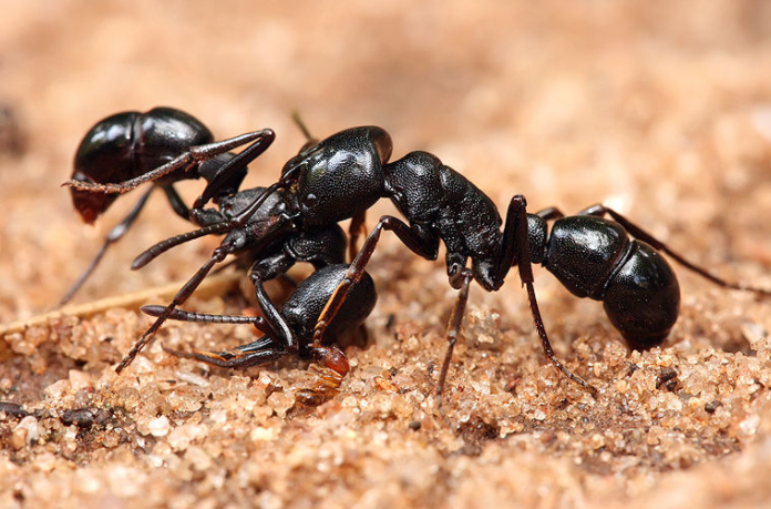 Hormigas luchando - Wiki Animales