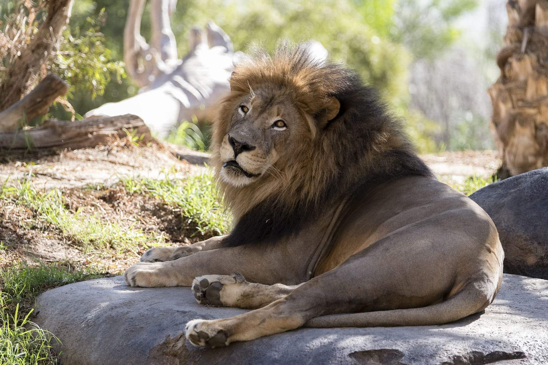 León Africano - Wiki Animales