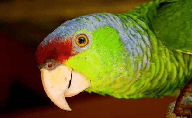 Loro amazonas colores - Wiki Animales