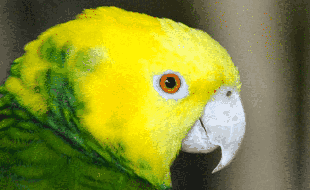 Loro amazonas de cabeza amarilla - Wiki Animales