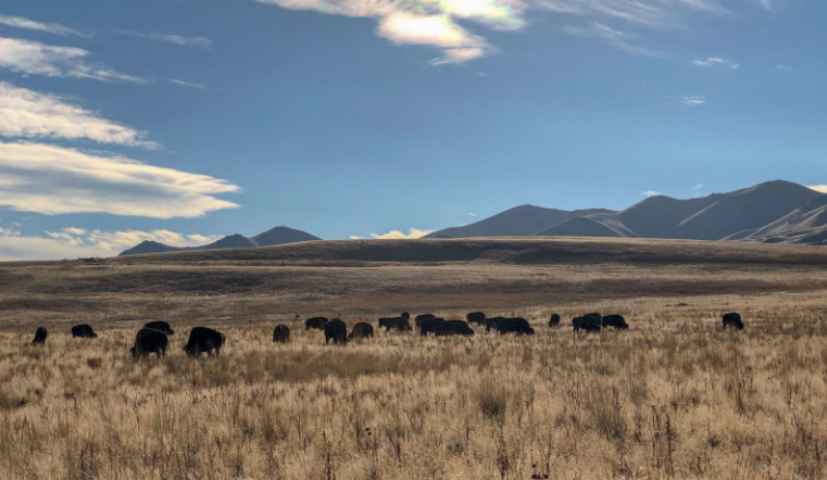 Manada de bisontes americanos - Wiki Animales