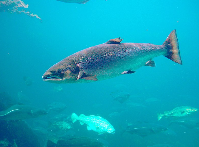 Salmón Atlántico - Wiki Animales