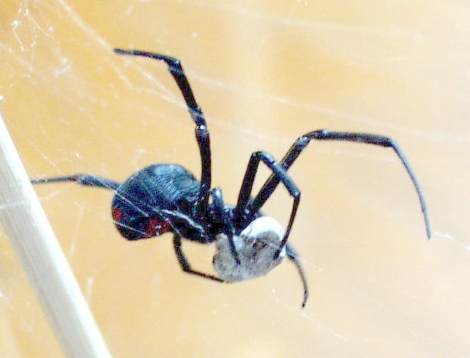 Araña Viuda Negra comiendo - Wiki Animales