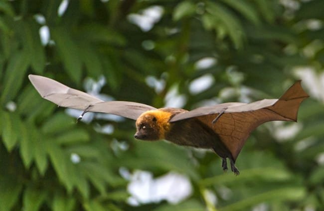 Murciélago volando - Wiki Animales