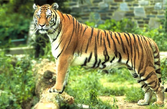 Tigre de Bengala - Wiki Animales
