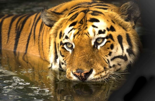 Tigre de Bengala nadando - Wiki Animales