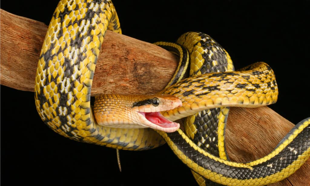 Serpiente de belleza de Taiwán enrollada a lo largo de un árbol.  Este constrictor atrapa y come roedores.