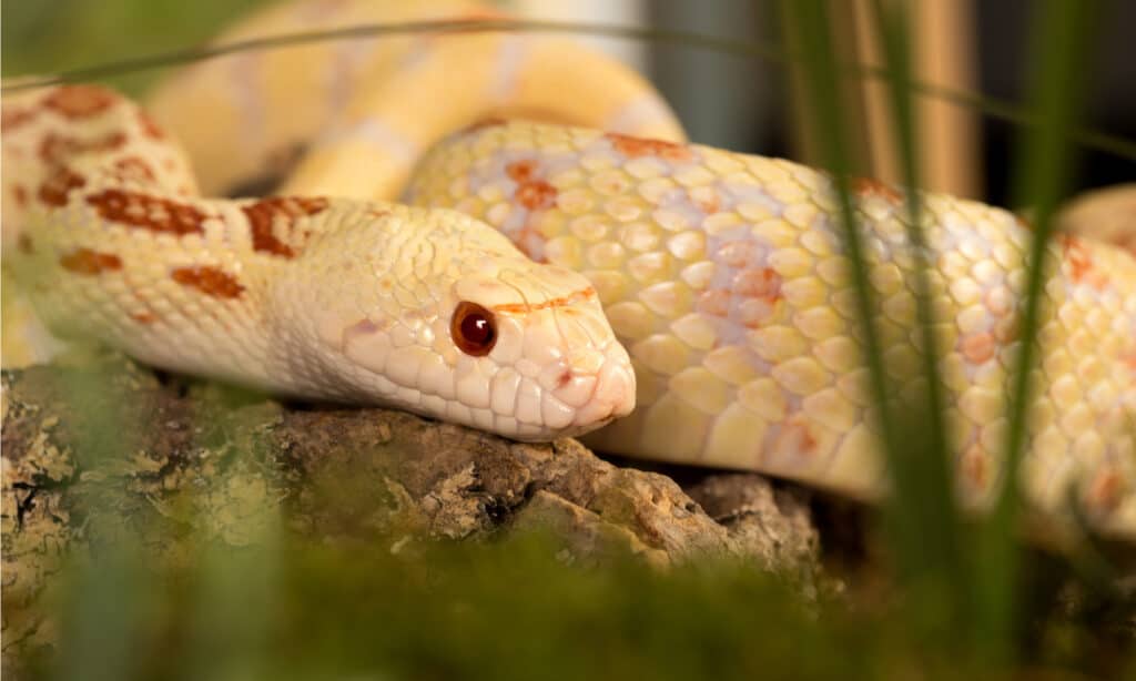 Hermoso espécimen de una serpiente toro albina escondida en la hierba.  Las serpientes albinas tienen coloraciones más pálidas que las serpientes toro normales.