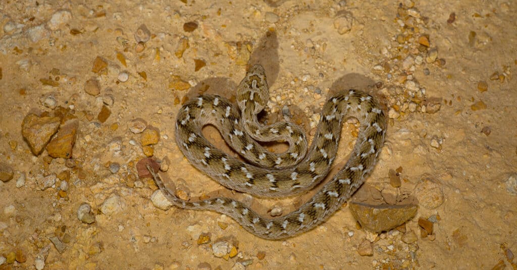 Carpet Viper de Sochurek, en el Parque Nacional del Desierto.  No son serpientes grandes, e incluso las especies más grandes, como la víbora de alfombra de vientre blanco, no crecen más de 3 pies de largo.