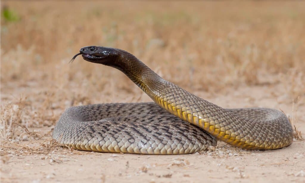 Inland Taipan Snake, una serpiente similar a la Central Ranges Taipan.  El Taipan de las Cordilleras Centrales tiene un cuerpo marrón liviano con una cabeza pálida que se asemeja al taipán costero.