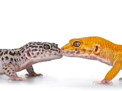 A Los 5 mejores suplementos vitamínicos para Geckos