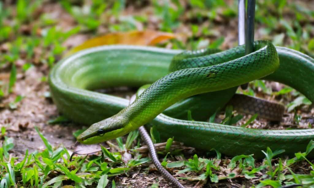 La serpiente rata verde varía de verde claro a verde brillante en su espalda.