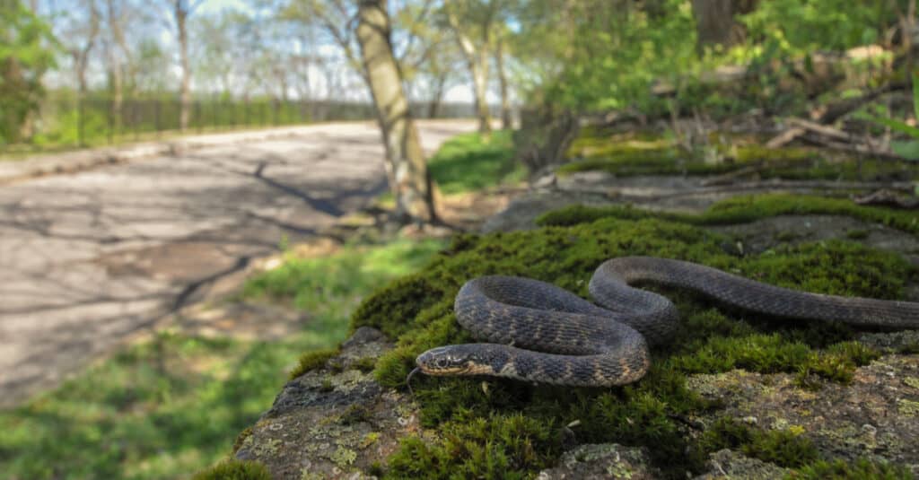 Las escamas en la parte superior de la serpiente de Kirtland tienen quillas, lo que le da una sensación de textura a su piel.
