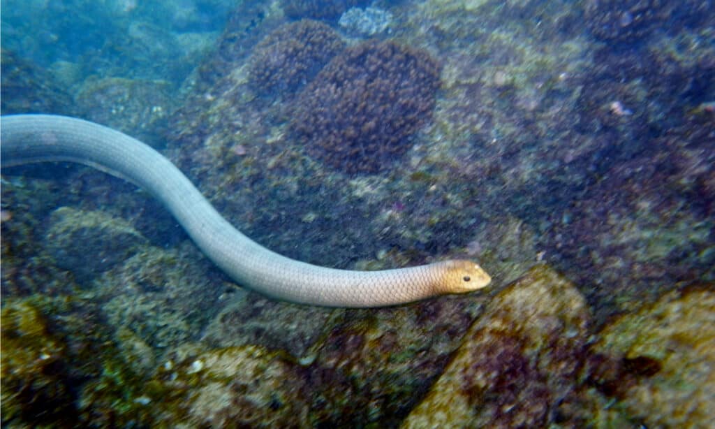 Serpiente de mar de oliva, Disteira major en Bundaberg, Gran Barrera de Coral, Queensland.  Puede crecer hasta seis pies de largo y pesar hasta seis libras y media.
