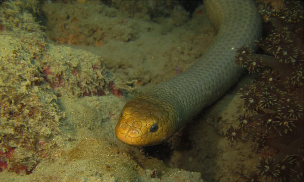La serpiente de mar verde oliva tiene válvulas especiales en la nariz para mantener el agua fuera mientras nada.