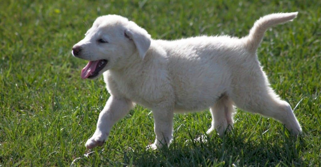 Cachorro Akbash jugando en la hierba